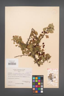 Crataegus monogyna [KOR 21712]