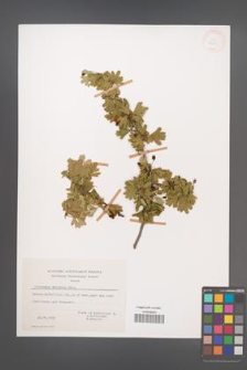 Crataegus monogyna [KOR 27615]