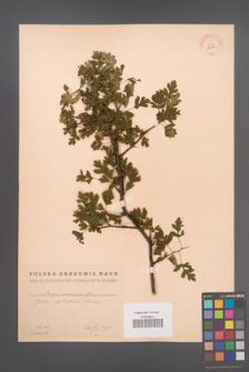 Crataegus monogyna [KOR 13341]