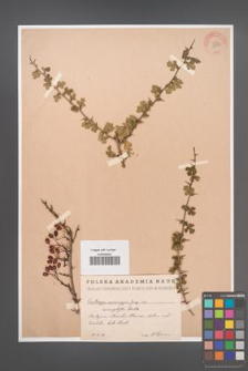 Crataegus monogyna [KOR 13334]