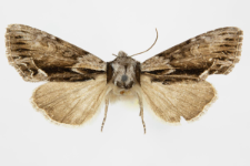 Hyppa rectilinea