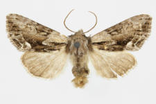 Hyppa rectilinea