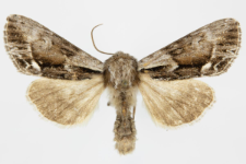 Hyppa rectilinea