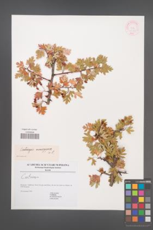 Crataegus monogyna [KOR 45164]