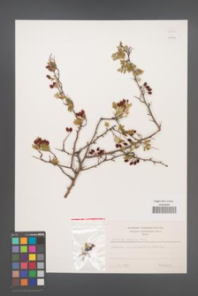 Crataegus monogyna [KOR 55433]