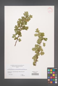 Crataegus monogyna [KOR 43614]