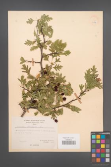 Crataegus monogyna [KOR 21679]