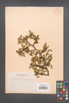 Crataegus monogyna [KOR 13304]