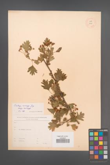 Crataegus monogyna [KOR 13400]