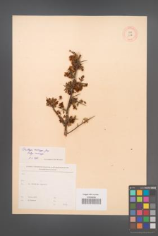 Crataegus monogyna [KOR 13396]