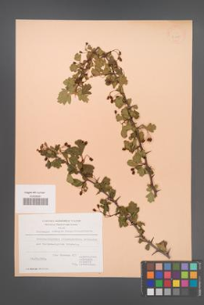 Crataegus monogyna [KOR 21658]