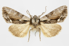 Hyppa rectilinea