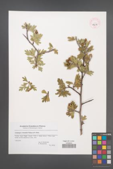 Crataegus orientalis [KOR 44655]