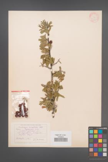 Crataegus orientalis [KOR 13361]