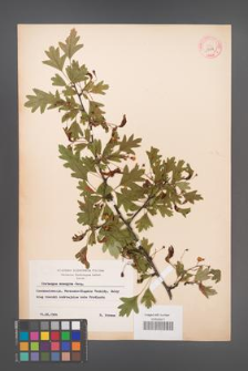 Crataegus monogyna [KOR 13316]