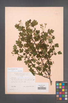Crataegus rhipidophylla [KOR 48681]