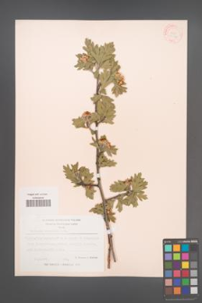 Crataegus orientalis [KOR 13364]