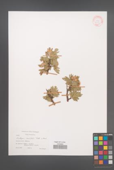 Crataegus orientalis [KOR 28159]