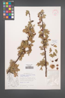 Crataegus orientalis [KOR 38016]