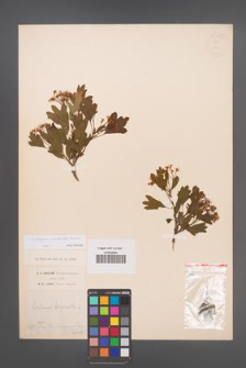 Crataegus ×kyrtostyla [KOR 13395]