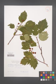 Crataegus chlorocarpa [KOR 40452]