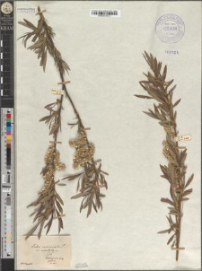 Salix viminalis L. var. viridula Zapał.