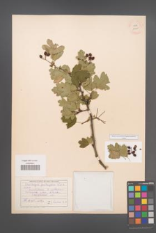 Crataegus pentagyna [KOR 13461]