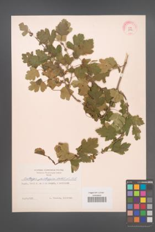 Crataegus pentagyna [KOR 13455]