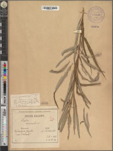 Salix viminalis L. fo. saturata Zapał.