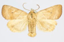 Cosmia trapezina