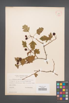 Crataegus pinnatifida [KOR 13421]