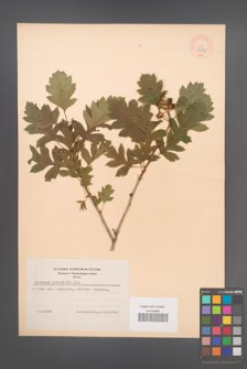 Crataegus pinnatifida [KOR 44136]