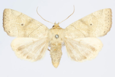 Cosmia trapezina