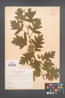 Crataegus pinnatifida [KOR 44137]