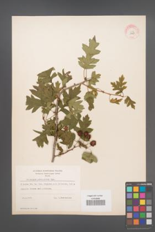 Crataegus pinnatifida [KOR 13423]