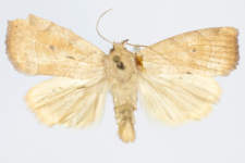 Cosmia trapezina