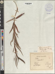 Salix viminalis L. fo. saturata Zapał.