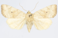 Cosmia trapezina