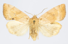 Cosmia trapezina