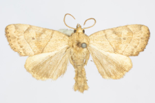 Cosmia trapezina