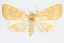 Cosmia trapezina