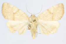 Cosmia trapezina