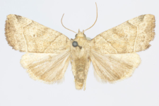 Cosmia trapezina