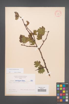 Crataegus rhipidophylla [KOR 4974]