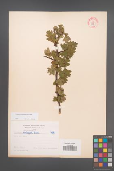 Crataegus rhipidophylla [KOR 4978]