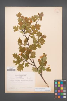 Crataegus rhipidophylla [KOR 3856]