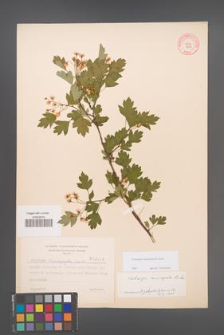 Crataegus rhipidophylla [KOR 3916]