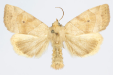 Cosmia trapezina