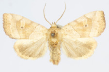 Cosmia trapezina