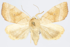 Cosmia trapezina